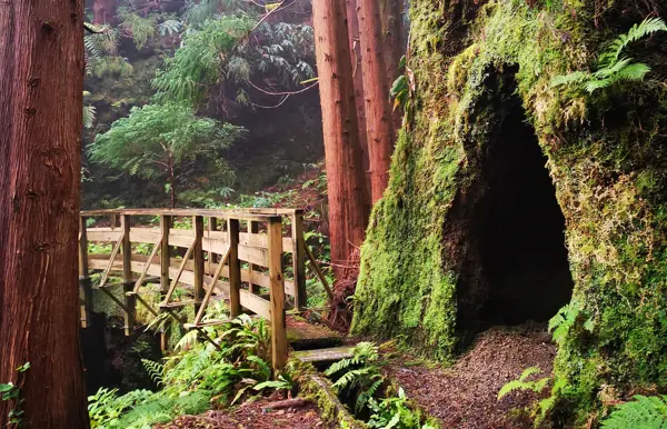 Wandere durch den mystischen Wald